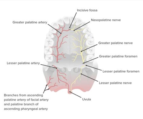 Sensory innervation of the mouth 

The innervation of the oral cavity is distinct and comes primarily from the maxillary and mandibular divisions of the trigeminal nerve. 
Roof of the mouth is innervated by The greater palatine and nasopalatine nerves from the
maxillary division of the trigeminal nerve.
￼

Hard Palate
The hard palate is formed by the palatine processes of the maxillae
and the horizontal plates of the palatine bones . It is continuous behind
with the soft palate.
Soft Palate
The soft palate is a mobile fold attached to the posterior border of the
hard palate. Its free posterior border presents in the midline a conical
projection called the uvula. The soft palate is continuous at the sides
with the lateral wall of the pharynx. The 
soft palate is composed of
mucous membrane, Palatine Bone, Trigeminal Nerve, Soft Palate, Nerve, Division, Bones, Roof, Wall