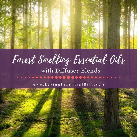 Forest scented oils can transport you from the bustling city streets to a peaceful woodland sanctuary. The earthy and woody fragrances of these oils evoke fee... Learn more about health and wellness at Loving Essential Oils Forest Essential Oil Blend, Homemade Room Spray, Fir Needle Essential Oil, Spruce Essential Oil, Juniper Berry Essential Oil, Forest Essentials, Pine Essential Oil, Cypress Essential Oil, Oil Diffuser Recipes