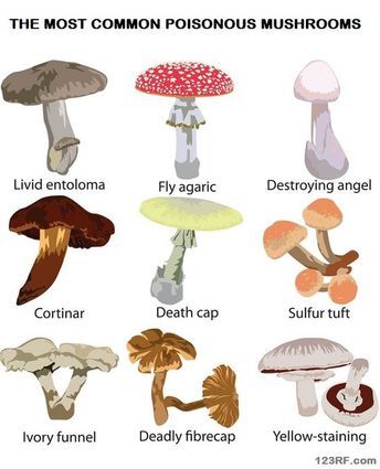 Common Mushrooms, Amanita Phalloides, Mushroom Identification, Poisonous Mushrooms, Mushroom Spores, Types Of Fungi, Garden Mushrooms, Hobbies For Women, Organic Protein