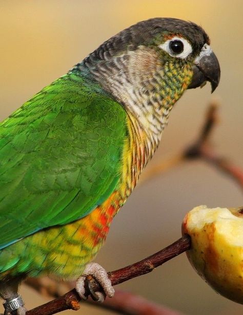 Green Check Conure, Nanday Conure, Green Cheeked Conure, Conure Bird, Birds Parrots, Conure Parrots, Sun Conure, Food Supplies, Green Wing