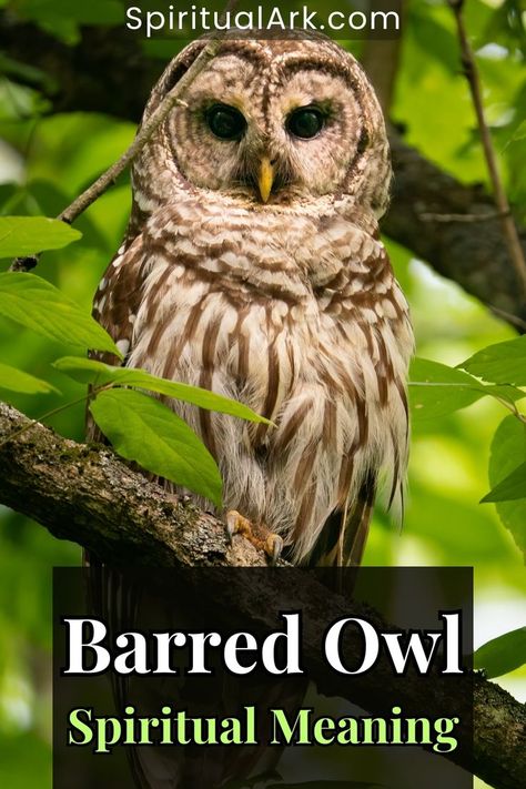 at the top of this post is the website source which is "SpiritualArk.com", at the center of this post is a photo of a barred own sitting on a branch of tree looking down straight at your direction, and at the bottom is a big semi-transparent rectangle which contains the title that says, "barred owl, spiritual meaning" Owl Spiritual Meaning, Owl Habitat, Owl Symbolism, Cute Owl Tattoo, Appalachian People, Moonlit Forest, Spiritual Psychology, Cultural Beliefs, Barred Owl