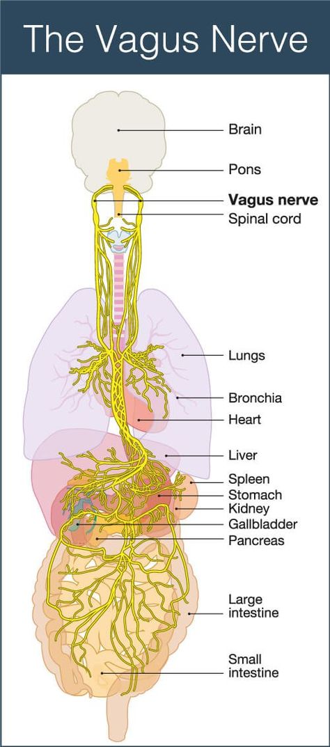 The Power of the Vagus Nerve: Renewal, Regeneration, and Connection — Highpoint Mind & Movement, S. Christina Boyd Nerve Diagram, Vagal Tone, Nerve Anatomy, Nervus Vagus, Enteric Nervous System, The Vagus Nerve, Wim Hof, Cranial Nerves, Parasympathetic Nervous System