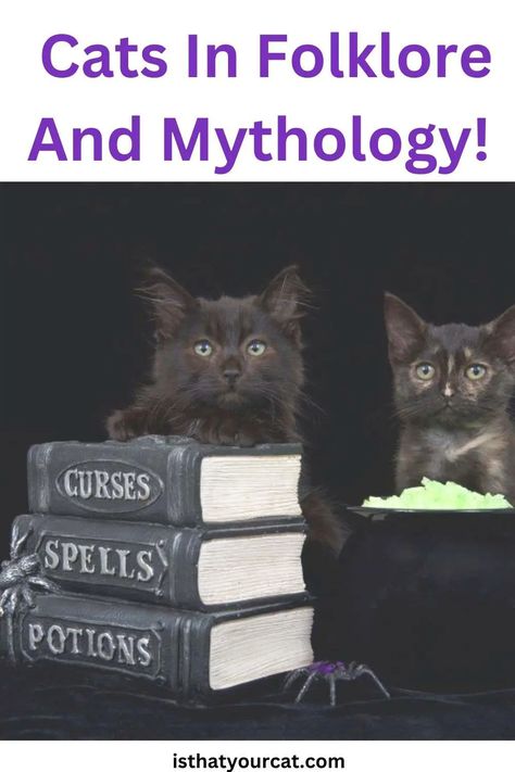 Cat Mythology, Cat Folklore, Curse Spells, Kitty Litter, Cat Whiskers, About Cats, Cat Litter, Special Needs, Cat Lady