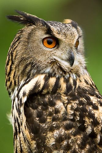 Eurasian Eagle Owl (bubo bubo) | Photographed just up from B… | Flickr Eurasian Eagle Owl, Owl Photography, Eagle Owl, Owl Photos, Owls Drawing, Owl Pictures, Beautiful Owl, Bird Wallpaper, Owl Bird