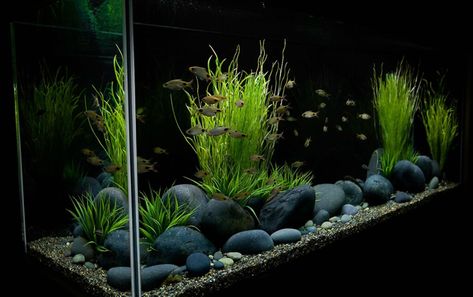 Garden Gravel, African Cichlid Aquarium, Fish Tank Gravel, Large Fish Tanks, Cichlid Aquarium, Fish Aquarium Decorations, Fish Tank Themes, Cool Fish Tanks, Aquascape Design