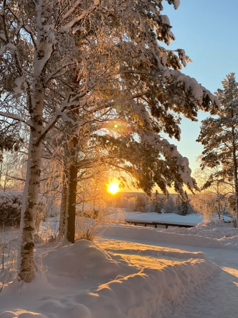 Golden Scenery, Sun In Winter, Sweden Winter, Winter Photography Nature, Winter January, Winter Sunshine, Winter Gold, Sun Aesthetic, Sun Photo