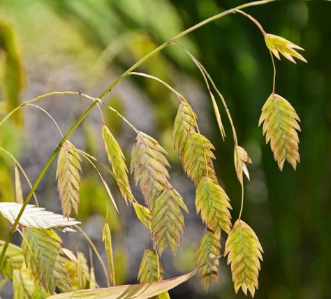 The end of the line for a plant : An Obsessive Neurotic Gardener Oat Plant, Northern Sea Oats, Grass Plants, Sea Oats, Garden Problems, Holly Wedding, Ornamental Grass, Types Of Grass, Royal Baby Showers