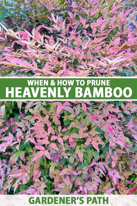 Without proper pruning, heavenly bamboo shrubs can look shaggy and overgrown. But a properly pruned specimen is an absolute beaut! This guide will cover what you need to know to prune these shrubs right, touching on the necessary tools, timing, and techniques. Learn more on Gardener's Path. #heavenlybamboo #gardenerspath Heavenly Bamboo Nandina, Heavenly Bamboo Landscape, Non Invasive Bamboo, Heavenly Bamboo, Bamboo Hedge, Nandina Domestica, Bamboo Landscape, Vegetable Benefits, Garden Therapy