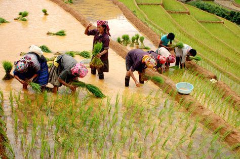 Mountain Farming, Modern Farming, Asian Image, Northern Vietnam, Hidden Treasure, Pink Wallpaper Iphone, My Photo Gallery, Create Space, Hidden Treasures