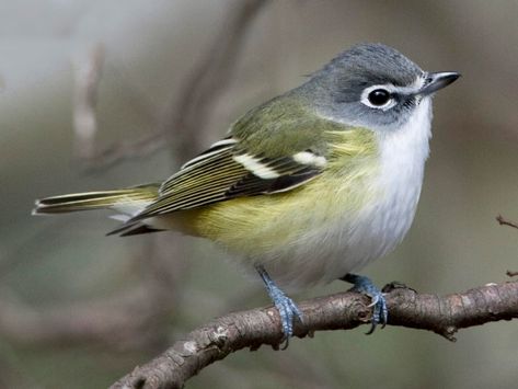 Photos and Videos for Blue-headed Vireo, All About Birds, Cornell Lab of Ornithology Brown Thrasher, American Crow, Song Sparrow, Cedar Waxwing, Downy Woodpecker, Backyard Birds, Small Birds, Bird Species, Bird Watching