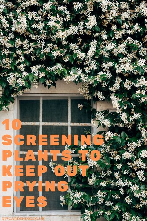 Discover 10 of the best screening plants for privacy. Keeping prying eyes away from your garden, balcony or hot tub with our guide. Balcony Privacy Plants, Privacy Screen Plants, Plants For Privacy, Winter Hanging Baskets, Screening Plants, Hot Tub Privacy, Fast Growing Shrubs, Balcony Privacy, Privacy Hedge