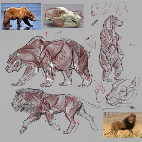 Creature Fantasy, Cat Anatomy, Animal Anatomy, Animal Study, Anatomy Drawing, Creature Concept Art, Bear Art, Animal Sketches, Arte Fantasy