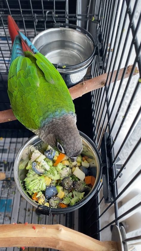 life.with.a.conure on Instagram: Rio’s first love is food . . . . . . . . #cute #birds #feathers #parrot #greencheek #green #parrotlife #parrotlove #bird #sweet #fluffy… Parrot Chop, Nanday Conure, Parrot Care, Parrot Diet, Conure Bird, Street Hijab, Parrot Food, Birds Feathers, Conure Parrots