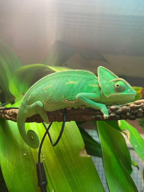 Funny Animals Pics, Anime Pfp Cute, Chameleon Enclosure, Pet Chameleon, Chameleon Cage, Cute Animal Character, Veiled Chameleon, Reptile Room, Mean Cat