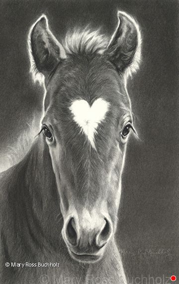 Pencil Drawings Of Animals Wildlife, Equine Art Pencil Drawings, Horse Pencil Drawing, Horse Art Drawing, Pencil Drawings Of Animals, Horse Sketch, Beautiful Horse Pictures, Horse Paintings, Pen Art Drawings