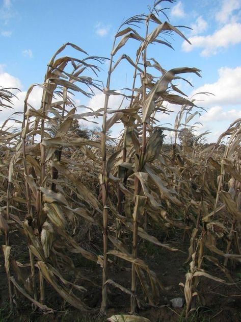 Dried Corn Stalks, Corn Drawing, Heron Tattoo, Popcorn Seeds, Sunflowers Field, Dried Sunflowers, Corn Stalks, Corn Field, Dried Corn