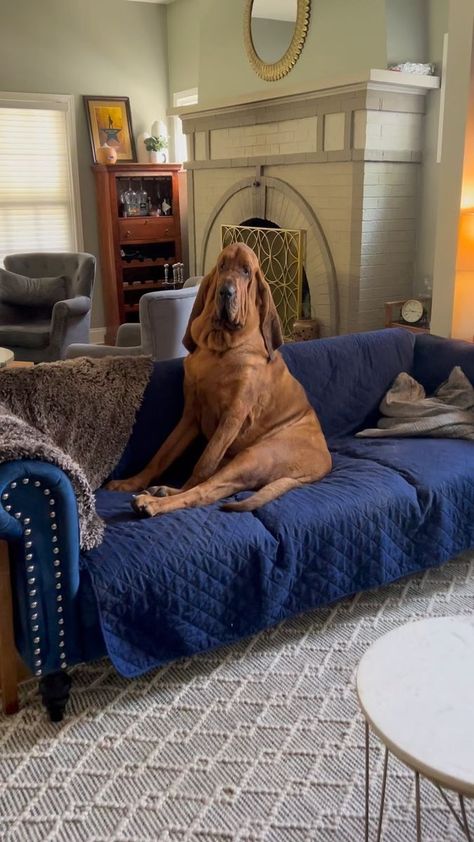 Walter the Bloodhound on Reels | Lionel Richie · Hello Blood Hound, Bloodhound Dogs, Dream Dog, Lionel Richie, Hunting Dogs, Basset Hound, Baby Animals, Hunting, Cute Animals