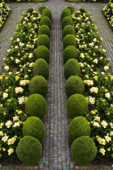 Create Symmetrical Flower Beds for Timeless Charm 🌷 Boxwoods In Front Of House, Minimalist Landscaping, Small Flowering Plants, Roses And Hydrangeas, Flower Bed Designs, Drought Resistant Plants, Planting Design, Flower Bed Ideas, Short Plants