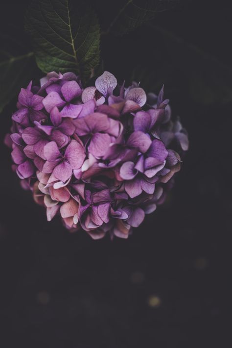 Moody hydrangea deep pink and purple floral. Download this photo by Annie Spratt on Unsplash Hydrangea Iphone Wallpaper, Hydrangea Inspiration, Fall Purple, Dark Autumn, Blue Hydrangea, Flower Images, Flower Wallpaper, Flowers Photography, Organic Gardening