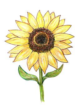 Sunflower, Colored Pencils, Drawing Sunflower Colored Pencil Drawing, Flower Drawing Sunflower Easy, Two Sunflowers Drawing, Sketches Sunflower, Sunflower Side View Drawing, Colored Pencil Drawing Tutorial, Sunflower Sketches, Sunflower Illustration, Sunflower Drawing