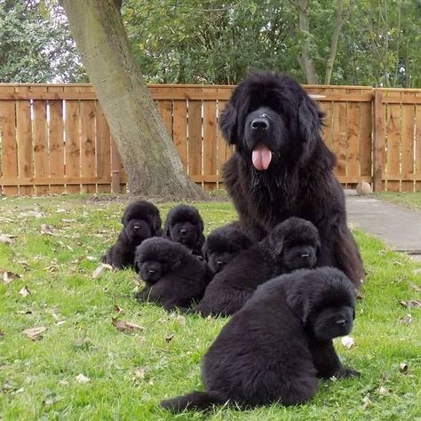 New Finland Dog, New Found Land Dog, Newfoundland Dog Funny, Animal Wallpaper Aesthetic, Newfoundland Dog Puppy, Newfoundland Puppies, Newfoundland Dogs, Animal Gifts, Big Dog Breeds