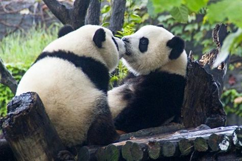 🐼 Pandas kissing Chinese Hotel, Fluffy Things, Baby Panda Bears, Dog Pics, Panda Bears, Panda Love, Giant Panda, Baby Panda, Life Form