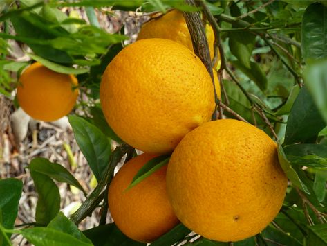 Glo Girl, Navel Oranges, Valencia Orange, Sweet Orange, Citrus Fruit, Summer Fruit, Golden Color, Bright Orange, Valencia