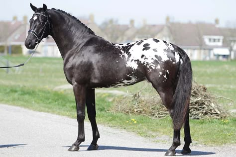 Blanket Appaloosa, Horse Markings, Horse Story, Indian Horses, Pony Breeds, Horse Inspiration, Horse Dressage, Most Beautiful Horses, Appaloosa Horses