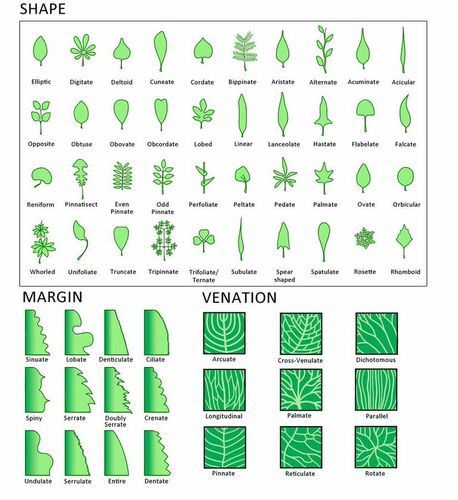 Leaf Types - Advanced ( Read ) | Biology | CK-12 Foundation Classification Of Plants, Leaf Types, Different Types Of Leaves, Types Of Leaves, Simple Art Projects, Biology Plants, Drawing Reference Photos, Natural Resource Management, Ganesh Art Paintings