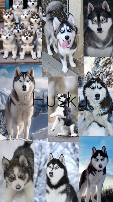 #dog #husky ❤️ Dogs For Wallpaper, Agouti Husky, Husky Cute, Husky Black, Husky Colors, Cute Husky Puppies, Dog Husky, Husky Puppies, Cute Husky