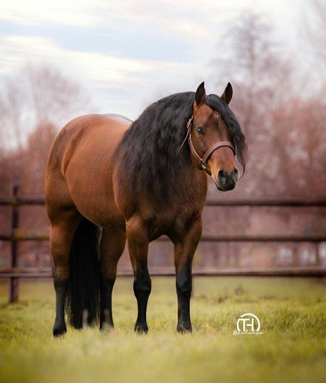 Bay Quarter stallion Bay Quarter Horse, Quarter Horse Stallion, Appaloosa Horses, Appaloosa, Quarter Horse, Horse Breeds, South American, North American, Cowboy