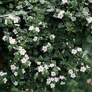 Bacopa Sutera great for hanging baskets and window boxes Sutera Cordata, Bacopa Plant, Plant Pairings, Brick Planter, Landscape Tips, Backyard Renovation, Trailing Flowers, Plant Encyclopedia, Indoor Flowering Plants