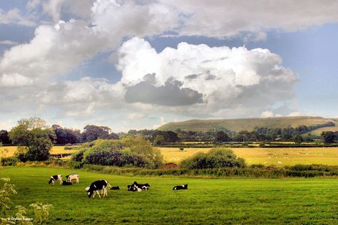 Shillingstone Flower Field Landscape Horizontal, Pastoral Landscape, Farm Landscape Photography, English Landscape, Landscape Photos Nature, Field Landscape, Landscape Photography Horizontal, Landscape Horizontal, Landscape Reference Photos