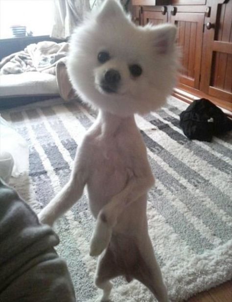 25 Adorably Tragic Half-Shaved Animals - BuzzFeed Shaved Animals, Funny Looking Animals, Hair Of The Dog, Dog Fails, Dog Haircuts, Söt Katt, Poor Dog, Funny Dog Pictures, Bad Dog