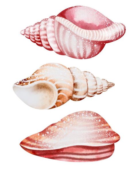 Set of Seashells on isolated white background, watercolor illustration, sea clipart royalty free stock photo Seashell Graphic, Seafood Design, Seashell Clipart, Sea Clipart, Tee Designs, Background Watercolor, Graphic Tee Design, Insta Posts, Watercolor Background