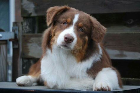 Red Tri Australian Shepherd Australian Shepherd Blue Eyes, Red Australian Shepherd, Red Tri Australian Shepherd, Australian Shepherd Red Tri, Australian Shepherd Puppy, Aussie Puppies, Australian Shepherd Puppies, Aussie Dogs, Baby Animals Pictures