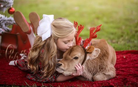 Cow Christmas Photoshoot, Cow Mini Session, Highland Cow Photoshoot Family, Mini Cow Photoshoot, Highland Cow Christmas Photoshoot, Family Pictures With Cows, Toddler Christmas Photoshoot, Cow Pics, Photography Sets