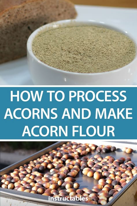 Acorn Foraging, Acorn Flour, Acorn Flour Recipes, What To Do With Acorns, Acorn Recipes, Acorn Recipe, Wild Food Foraging, Foraging Recipes, Foraged Food