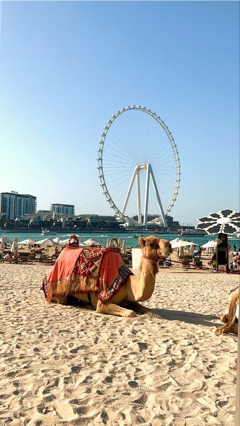 Marina Beach Dubai, Dubai Camel, Bottle Fairy Lights, Dubai Photography, Dubai Vacation, Handsome Men Quotes, Marina Beach, Dubai Marina, Photography Club