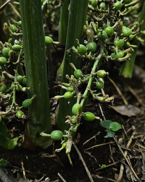 Organic Green cardamom. #cardamom #importspices #spices #export Cardamom Benefits, Green Cardamom, Benefits, Green, On Instagram, Quick Saves, Instagram