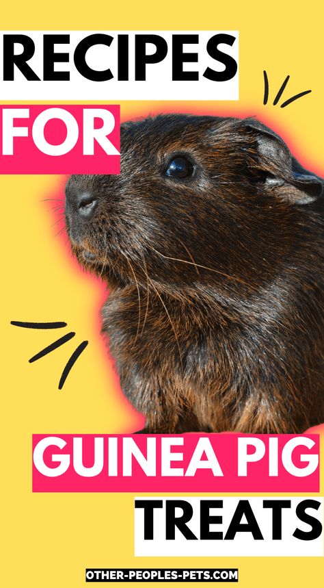 Pig Snacks, Diy Guinea Pig Treats, Guinea Pig Treats Recipes, Ginny Pigs, Homemade Guinea Pig Treats, Diy Guinea Pig Toys, Guinea Pig Treats, Guinea Pig Cage Accessories, Pig Treats