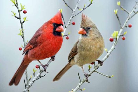 Backyard birds are a gardener’s buddies. Our expert guide describes what to expect in your area, complete with a list of favorite feathered species throughout the US. Learn all about what they’re looking to eat to help encourage them to call your garden home. Read more now. #backyardbirds #songbirds #gardenerspath Watercolors Birds, Bird Sketches, Cardinals Birds, Cardinal Birds Art, Bird Repellents, Quails, Bird Photos, Cardinal Birds, Pet Peeves