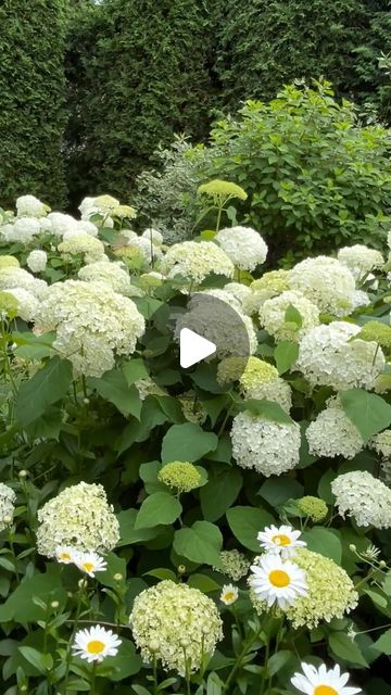 Annabelle Hydrangea, Landscaping Around House, Still Standing, Paracord, Hydrangea, The Garden, Over The Years, Landscaping, This Year