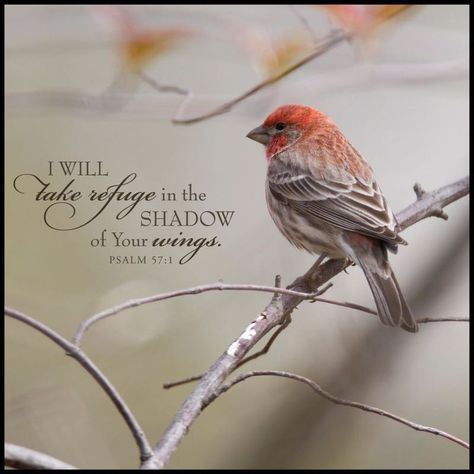 Bird Bible Verse, Psalm 57, Bible Verse Memorization, Bird Quotes, Prayer Requests, Book Of Psalms, Worship The Lord, Christian Symbols, Daily Prayers