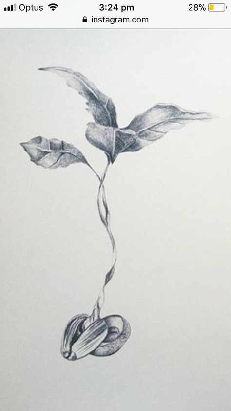 Flower Sprouting Drawing, Bean Sprout Tattoo Simple, Seed Tattoo Sprouting, Awen Tattoo, Seed Sketch, Seeds Tattoo, Seedling Tattoo, Avocado Flower, Bean Tattoo