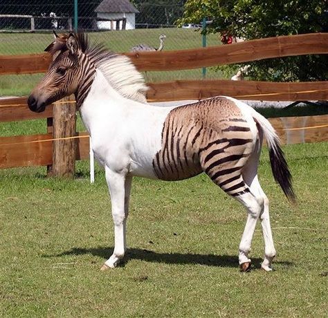 Zebra Cross, Unusual Horse, Female Horse, Rare Horses, Albino Animals, Interesting Animals, Unusual Animals, Favorite Animals, Rare Animals