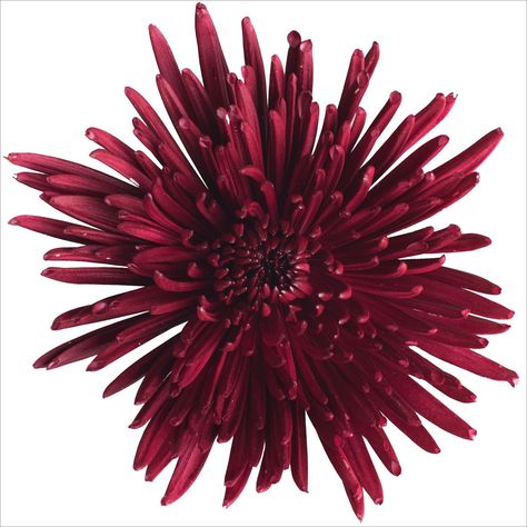 Spider Mums – Painted Burgundy – 100 Stems - Sam's Club for $112 Burgundy Wedding Flowers, Spider Mums, Filler Flowers, Wedding Invitation Trends, Gold Wedding Inspiration, Mums Flowers, Burgundy Wedding Invitations, Gold Wedding Theme, Watercolor Floral Wedding Invitations