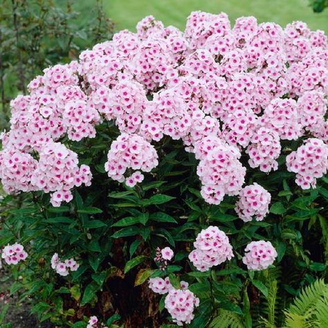 Looking for a new flower to add to your garden collection this year? Bright Eyes Phlox is a great way to brighten up your garden with some beautiful pink blooms! Small, pale pink flowers with magenta eyes look great as a compliment to existing flowers, or look great on their own. Additionally, their fragrance and sturdy stalks make them a great cut flower arrangements. Perennial Border Plants, Phlox Plant, Flowers That Attract Butterflies, Phlox Flowers, Pink Perennials, American Meadows, Best Perennials, Spring Flowering Bulbs, Perennial Garden