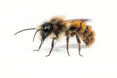 Male Mason Bee. A male Osmia bicornis Mason Bee on a white background #Sponsored , #Sponsored, #paid, #Mason, #male, #white, #Bee Native American Spirit Animals, Zodiac Twins, What Is A Virgo, Find Your Spirit Animal, Celtic Zodiac, Virgo Personality, Mason Bees, Virgo Traits, Your Spirit Animal