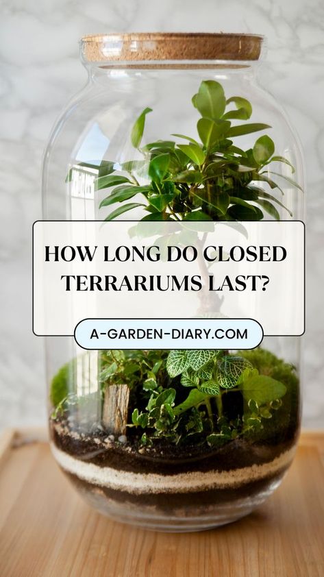 How long do closed terrariums last? With proper care and balance, these mini ecosystems can thrive for decades! Sealed off from the outside world, closed terrariums recycle air and water, creating a self-sustaining environment perfect for those looking for low-maintenance greenery. Discover how to create your own long-lasting terrarium that brings a touch of nature into your home for years to come. Plant Terrarium Closed, How To Do A Terrarium, Hobbit House Terrarium, Mini Terrariums In Jars, Diy Hanging Terrarium, Cacti Terrarium Ideas, Terrarium Ideas Aesthetic, Diy Mini Terrarium Glass Jars, How To Make A Closed Terrarium